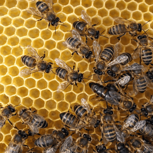 Abejas mi panal